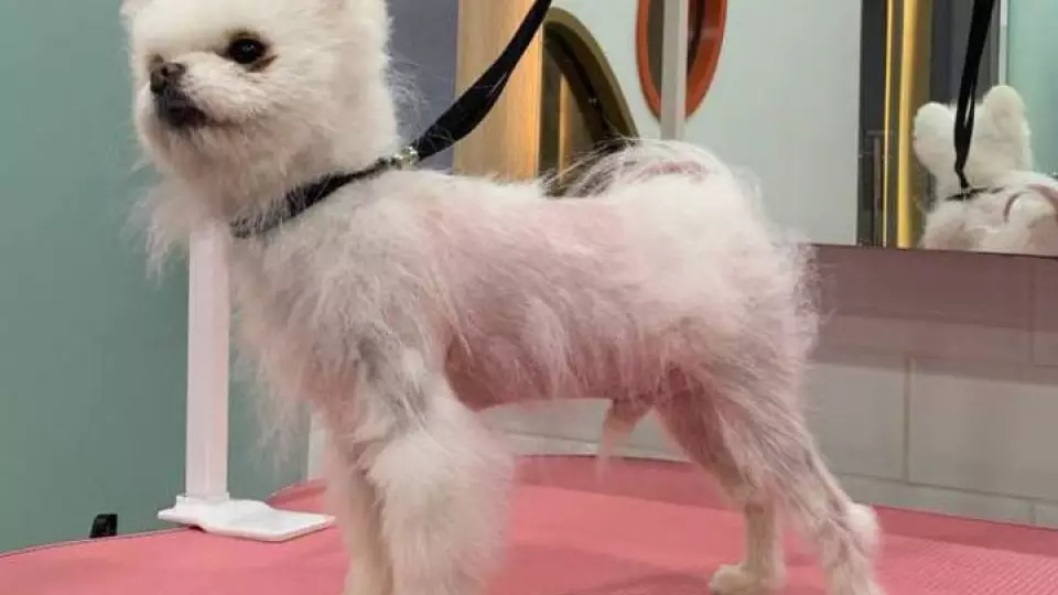 Свердловская компания разработала средство от облысения животных