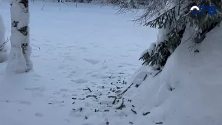 Перепись по следам: как в уральских лесах считают зайцев, лосей и белок