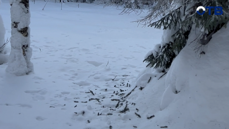 Перепись по следам: как в уральских лесах считают зайцев, лосей и белок