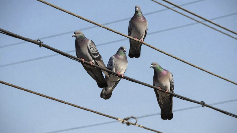 Орнитолог объяснил, почему птицы любят сидеть на проводах