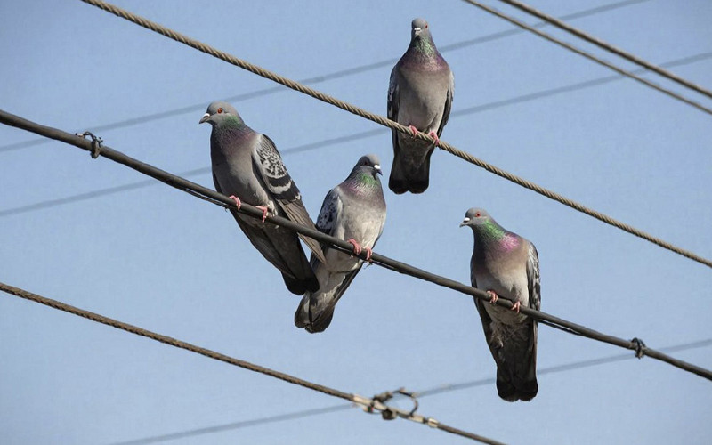 Орнитолог объяснил, почему птицы любят сидеть на проводах