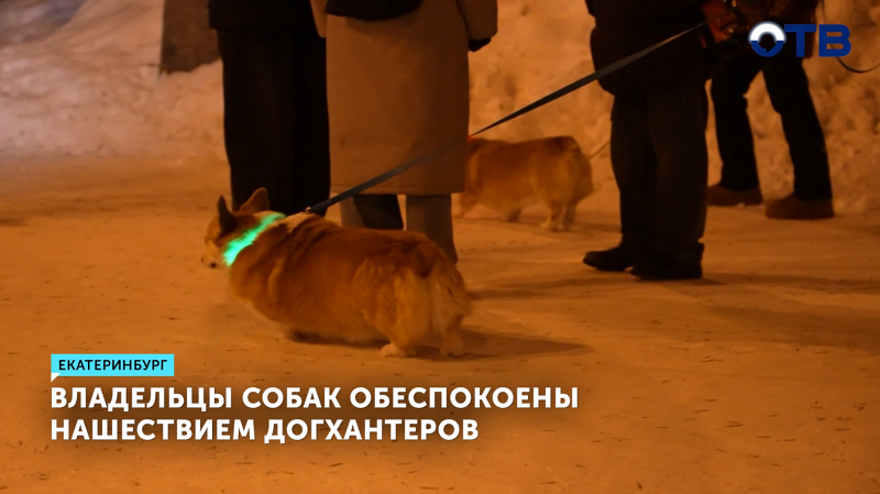 Владельцы собак обеспокоены нашествием догхантеров в Екатеринбурге