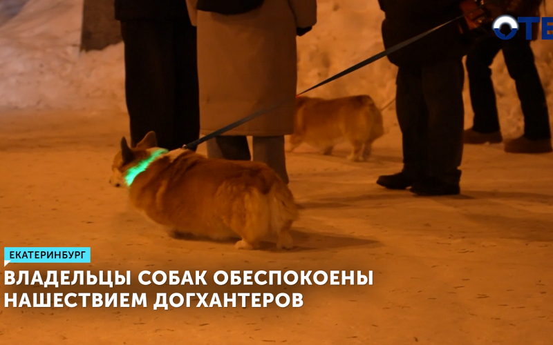Владельцы собак обеспокоены нашествием догхантеров в Екатеринбурге