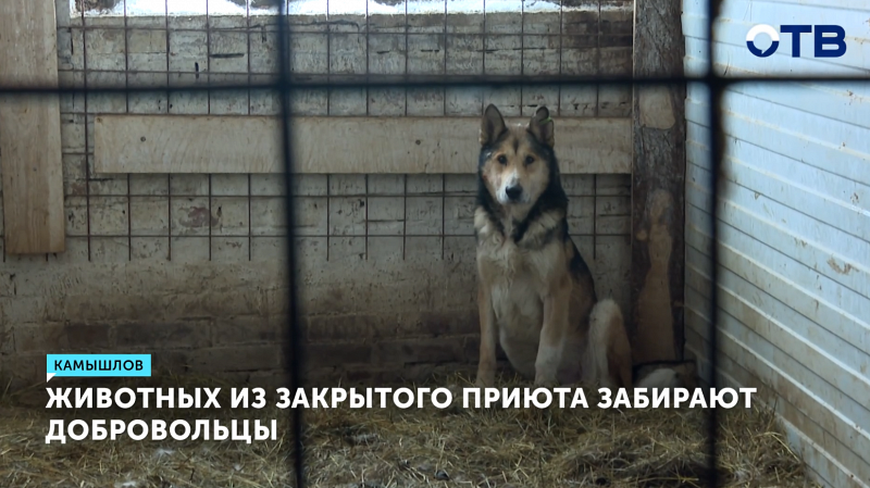 Добровольцы спасают животных из приюта в Камышлове