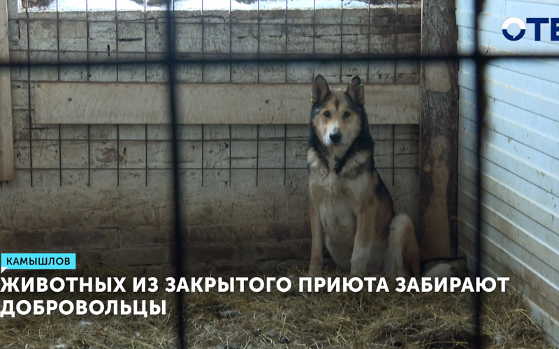 Добровольцы спасают животных из приюта в Камышлове