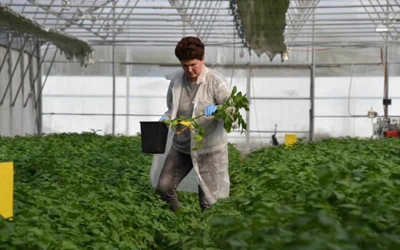 Свердловская область вошла в топ-10 регионов по инновационности в АПК