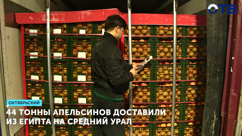 44 тонны апельсинов доставили из Египта на Средний Урал