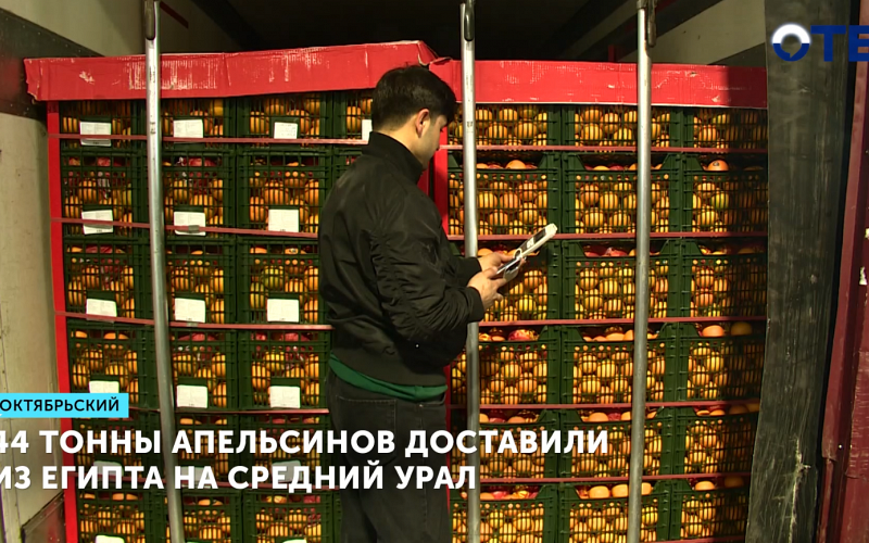 44 тонны апельсинов доставили из Египта на Средний Урал