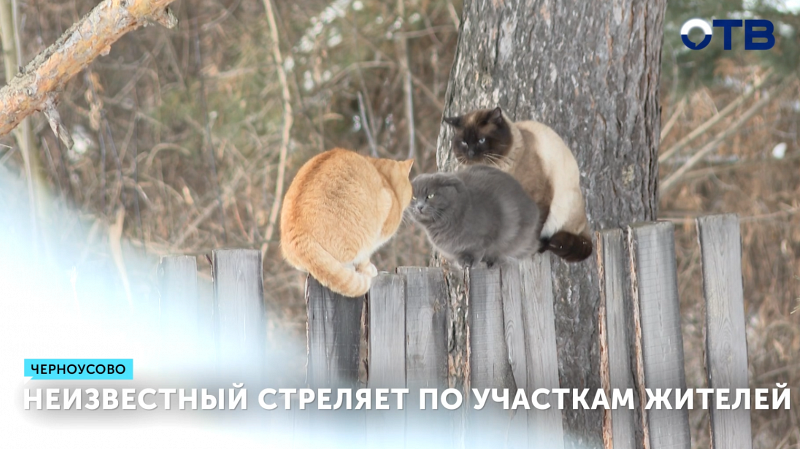 Неизвестный стреляет по участкам жителей