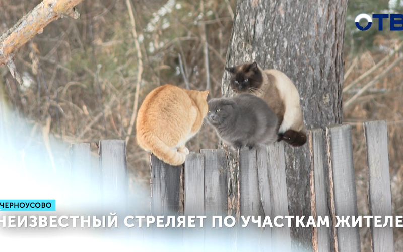 Неизвестный стреляет по участкам жителей