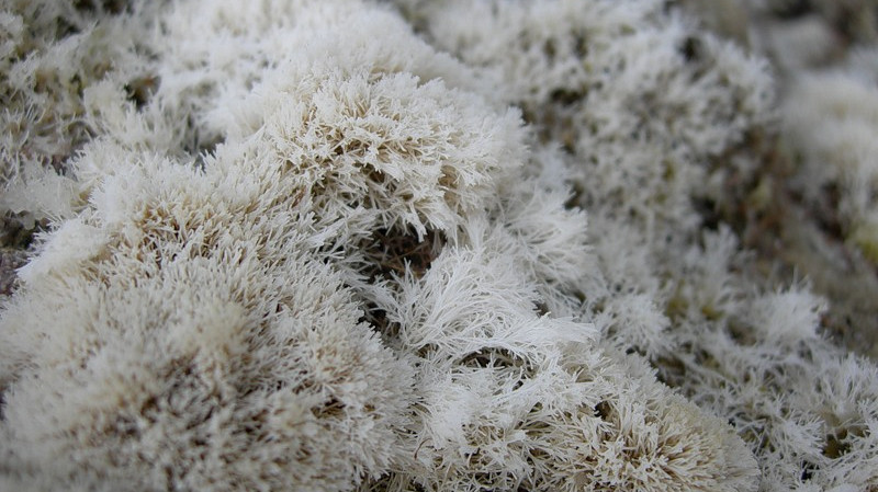 Водоросль-суперфуд: чем на самом деле опасен модный морской мох