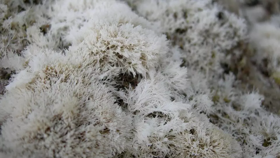 Водоросль-суперфуд: чем на самом деле опасен модный морской мох