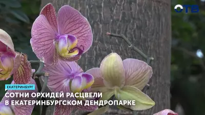 Сотни орхидей расцвели в екатеринбургском