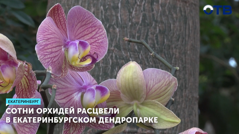 Сотни орхидей расцвели в екатеринбургском