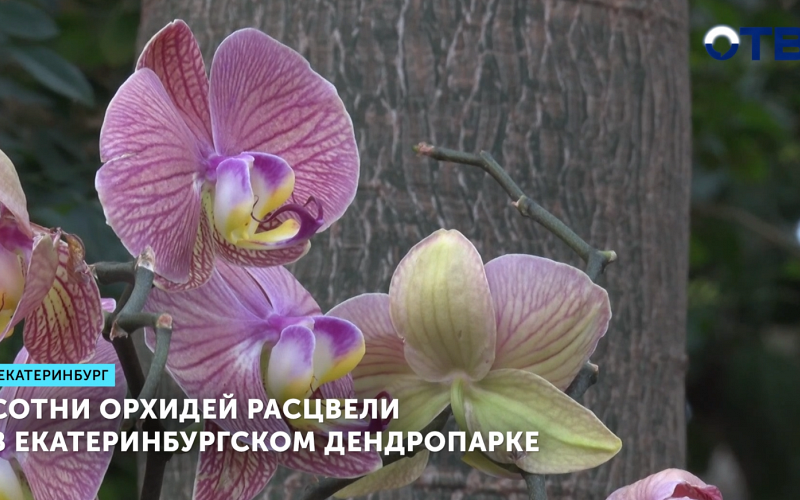 Сотни орхидей расцвели в екатеринбургском