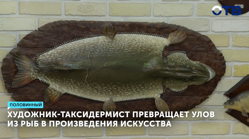 Художник-таксидермист превращает улов из рыб в произведения искусства