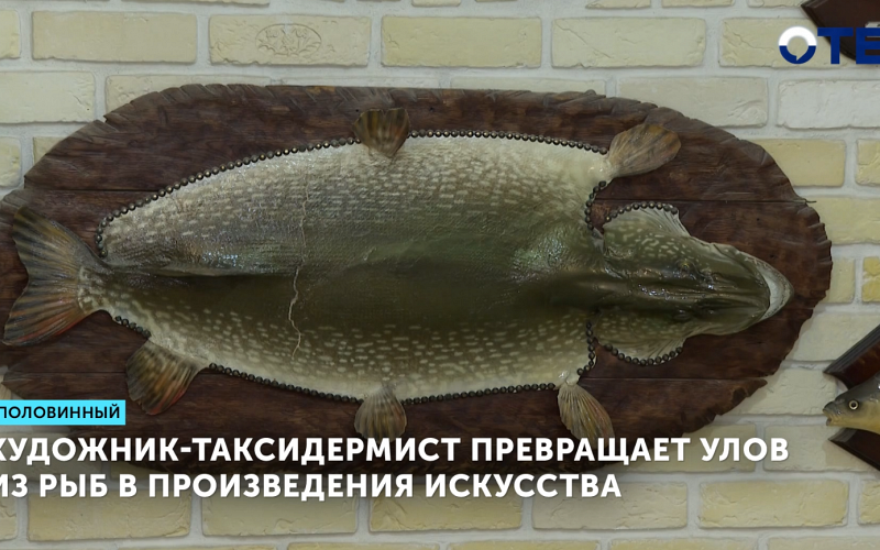 Художник-таксидермист превращает улов из рыб в произведения искусства