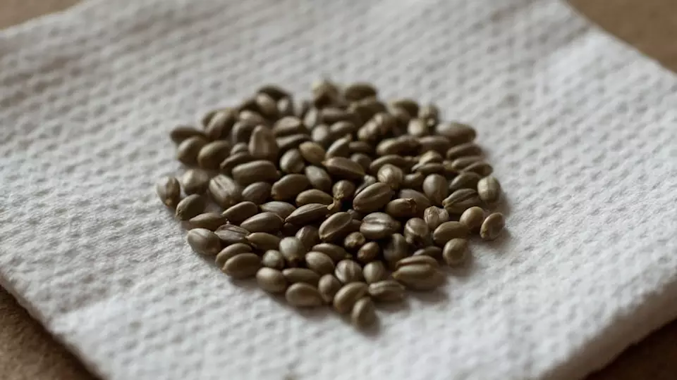 Как закалить семена, чтобы растения не боялись морозов: деревенский способ