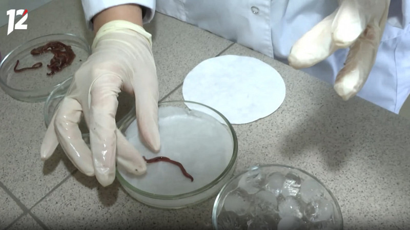 Студенты создают уникальную косметику из слизи дождевых червей и насекомых