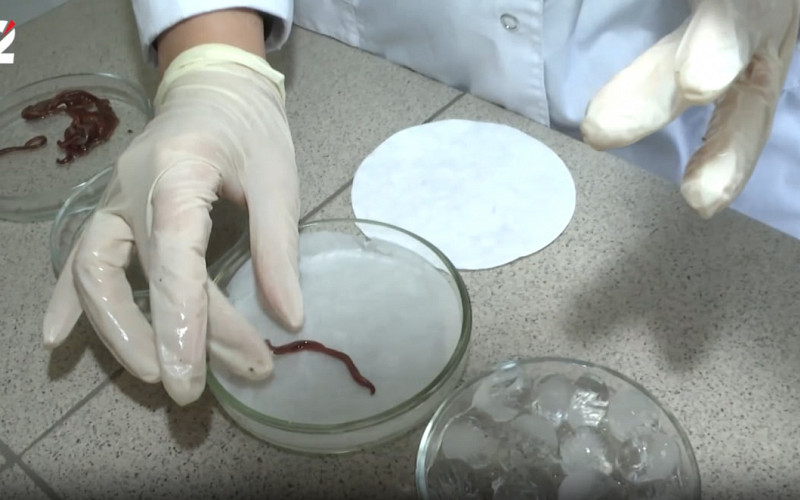 Студенты создают уникальную косметику из слизи дождевых червей и насекомых