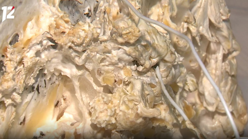 Студент омского политеха записывает переговоры грибов и мечтает спасать людей