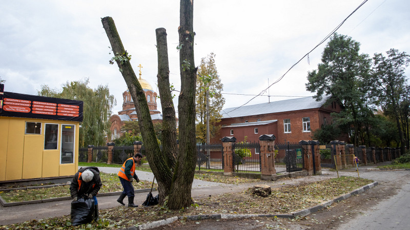 Арборист рассказал, как работает с деревьями в городе