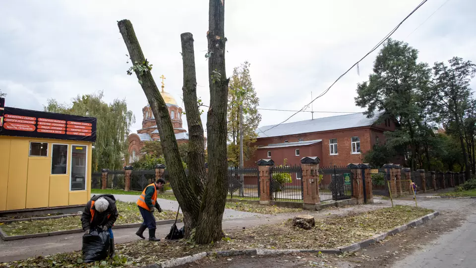 Арборист рассказал, как работает с деревьями в городе