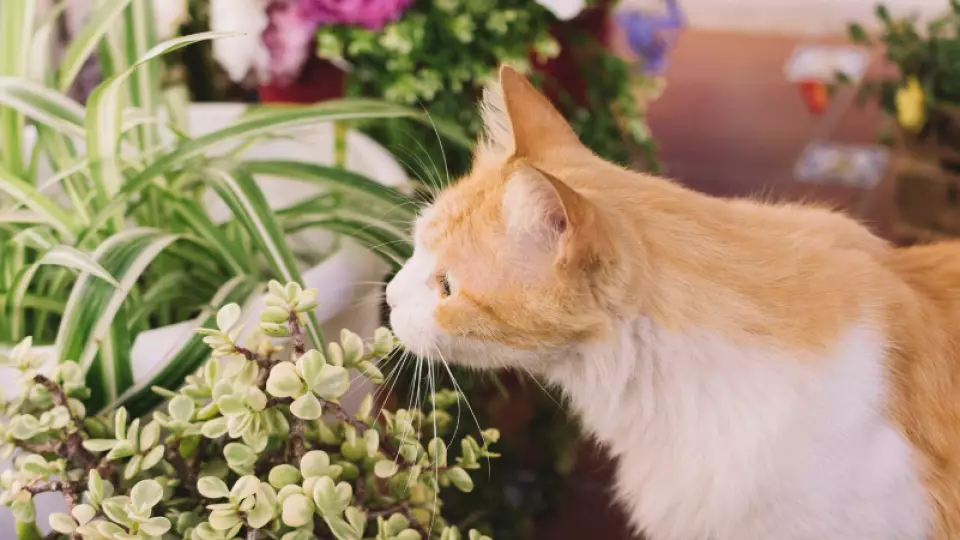 Кошки могут пострадать от праздничных цветов