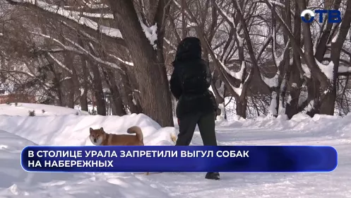 Выгул собак и катание на лошадях на набережных Екатеринбурга теперь под запретом
