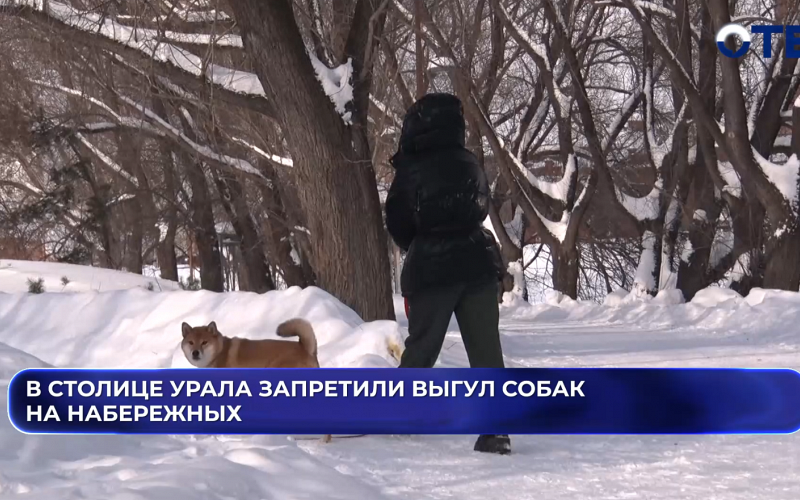 Выгул собак и катание на лошадях на набережных Екатеринбурга теперь под запретом