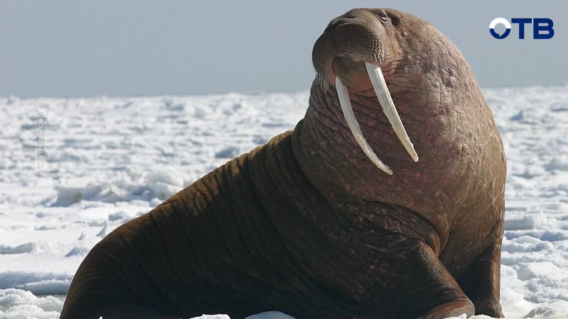 Нужно ли становиться моржем