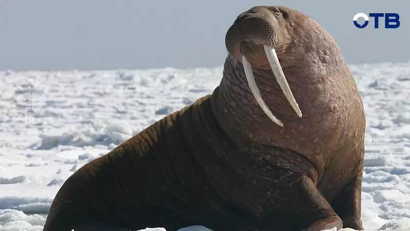 Нужно ли становиться моржем