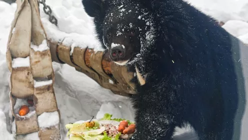 Медведи вышли из спячки в екатеринбургском зоопарке