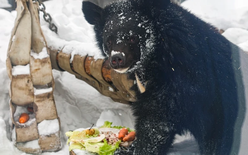 Медведи вышли из спячки в екатеринбургском зоопарке