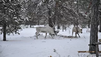 «Тундра превращается в свалку»: оленеводы Ямала жалуются на горы мусора