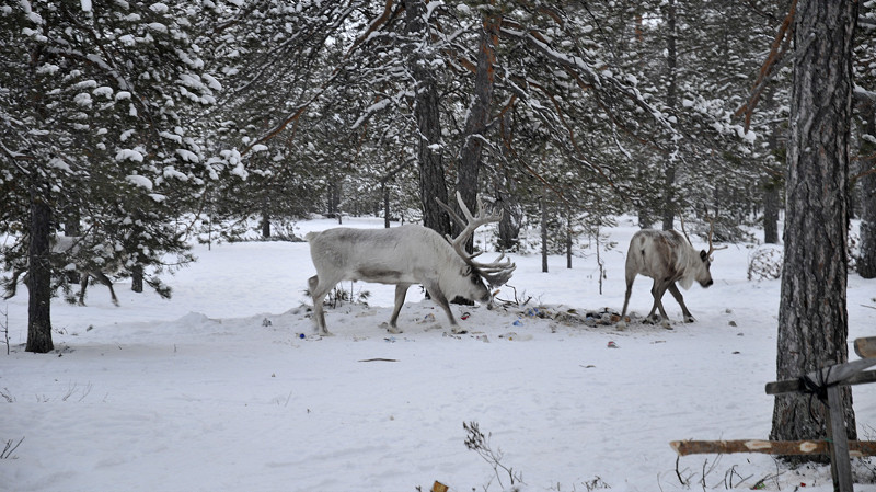 «Тундра превращается в свалку»: оленеводы Ямала жалуются на горы мусора