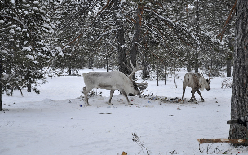 «Тундра превращается в свалку»: оленеводы Ямала жалуются на горы мусора