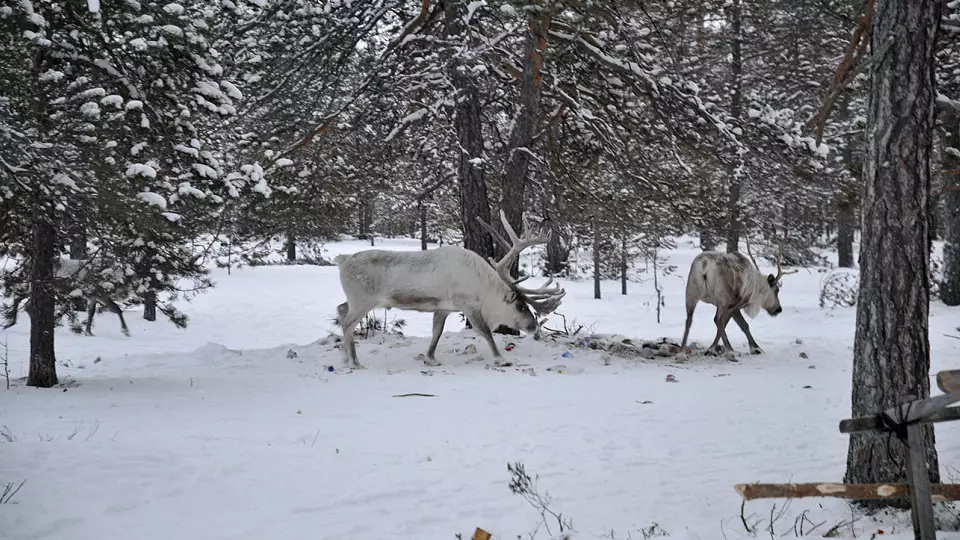 «Тундра превращается в свалку»: оленеводы Ямала жалуются на горы мусора