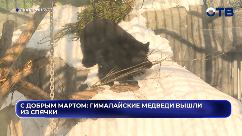 «Пора вставать»: в екатеринбургском зоопарке проснулись гималайские медведи