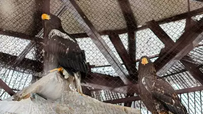 В Екатеринбургский зоопарк приехали редкие краснокнижные орланы