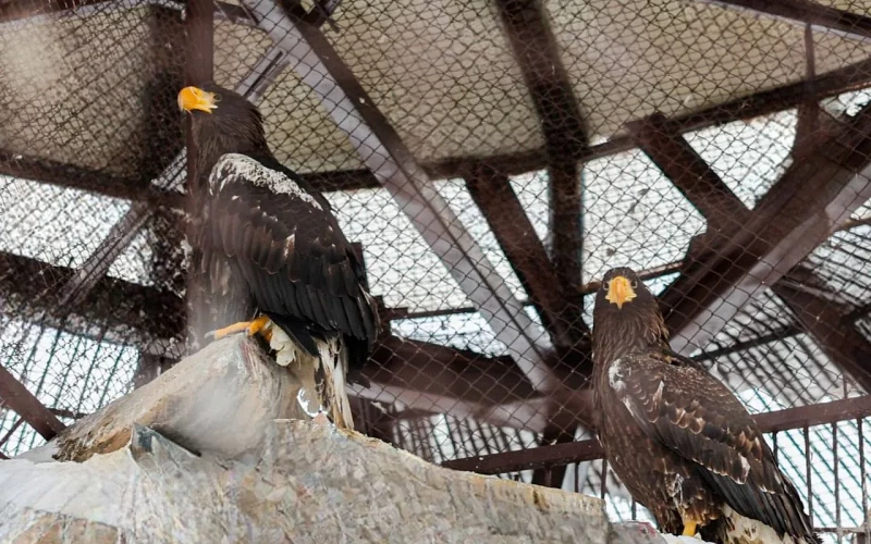 В Екатеринбургский зоопарк приехали редкие краснокнижные орланы