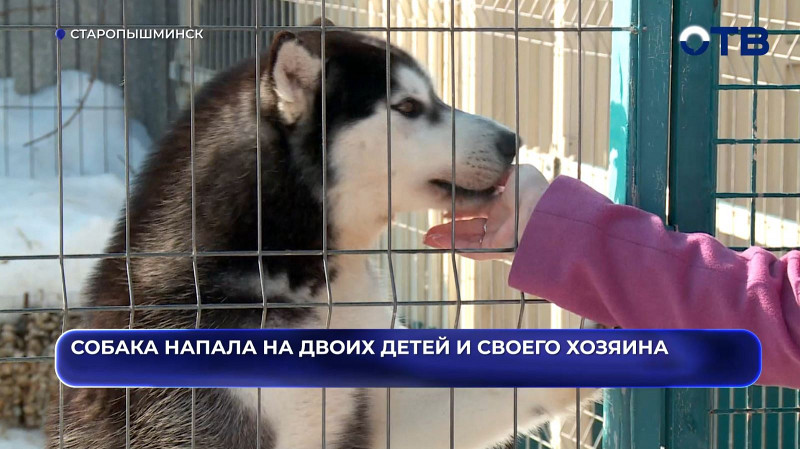 В Арамиле собака напала на двоих детей и их хозяина