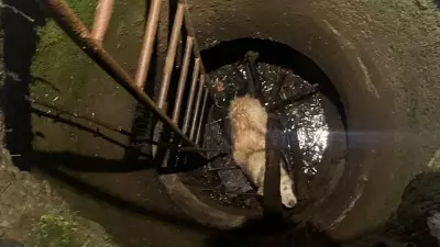 Спасли собаку из колодца в Сысерти: животное стояло по колено в ледяной воде