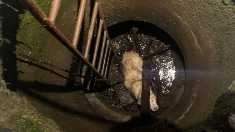 Спасли собаку из колодца в Сысерти: животное стояло по колено в ледяной воде