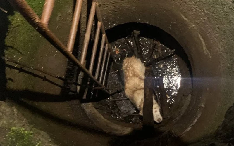 Спасли собаку из колодца в Сысерти: животное стояло по колено в ледяной воде