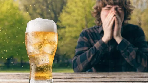 Аллергия на пиво: как распознать реакцию на алкоголь и причем тут пыльца