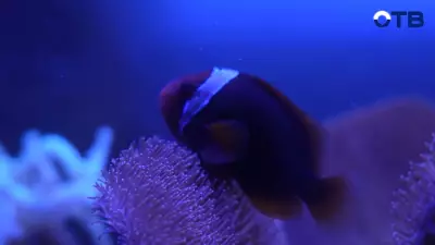 «Верный отличник» открывает двери Океанариума для лучших учеников Екатеринбурга