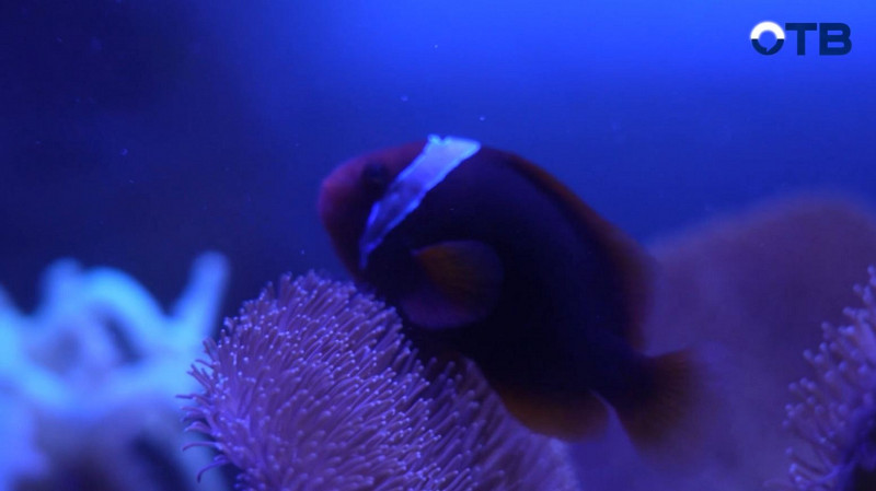 «Верный отличник» открывает двери Океанариума для лучших учеников Екатеринбурга