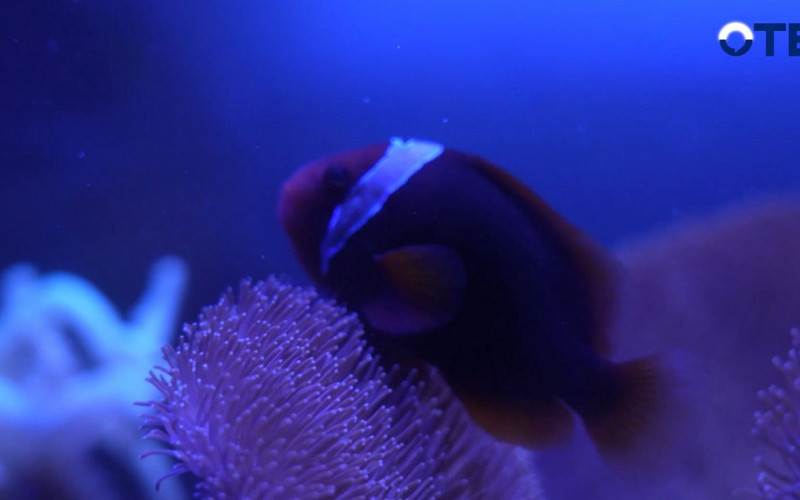 «Верный отличник» открывает двери Океанариума для лучших учеников Екатеринбурга