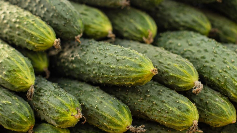 Огурцы в Свердловской области подешевели